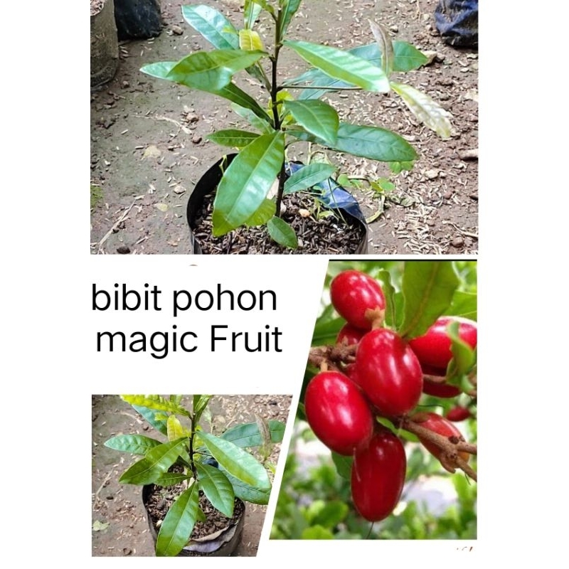 bibit pohon miracle Fruit buah ajaib