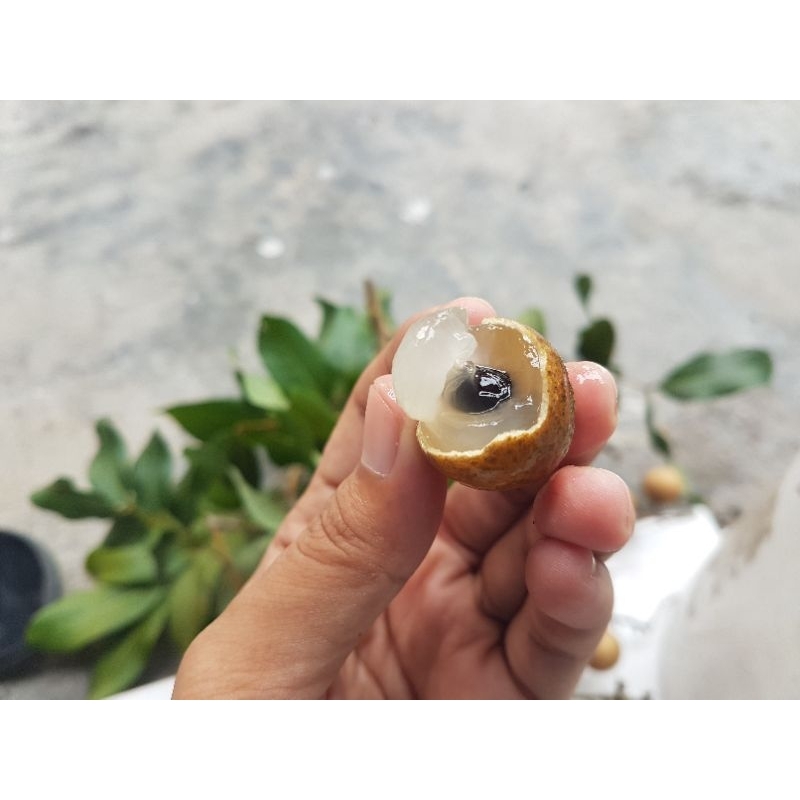 

Buah kelengkeng lokal asli manis matang dari pohon langsung