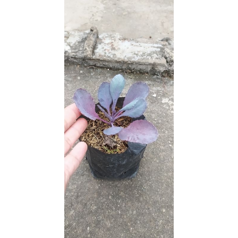 BIBIT KOL UNGU / KUBIS UNGU