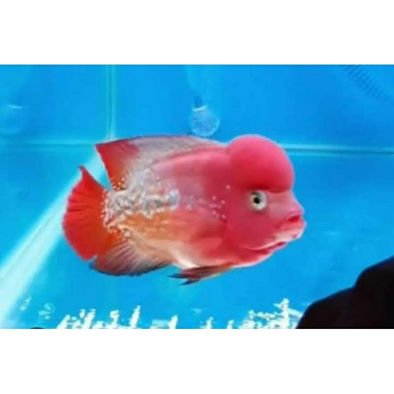 

Kamfa Clasik ukuran 3/4cm