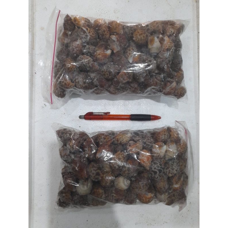 

kerang macan/keong macan 1000gr