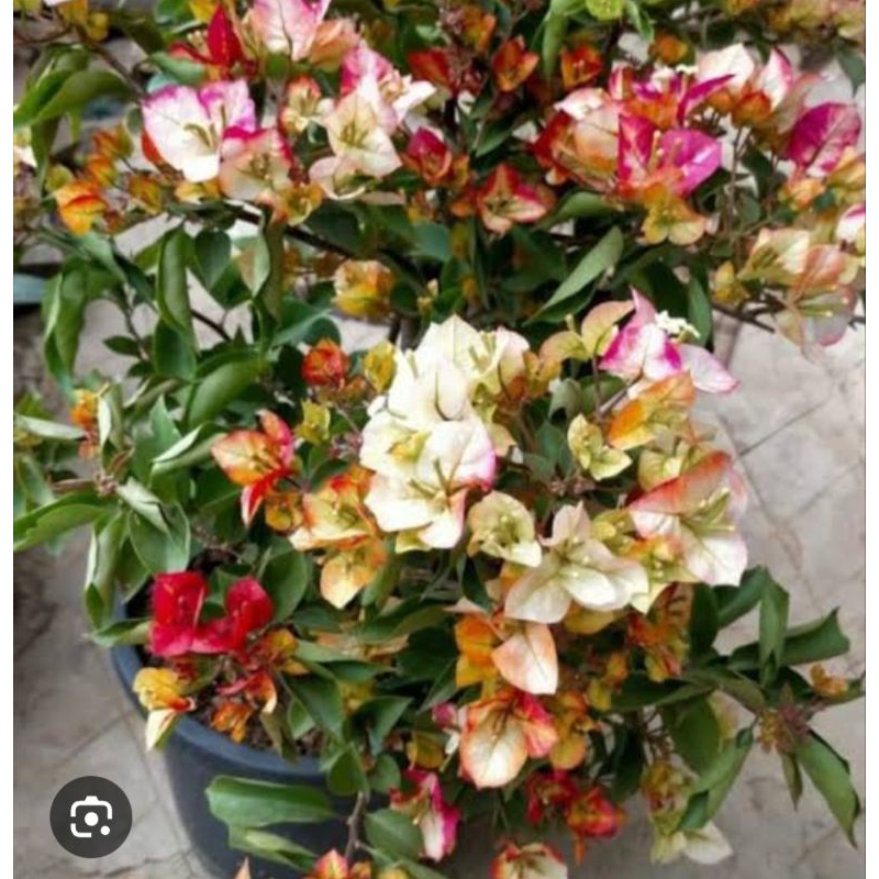 bibit bugenvil sufia india