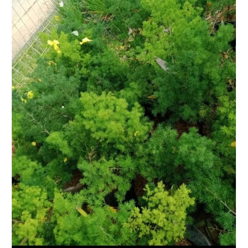 Bibit asparagus bintang