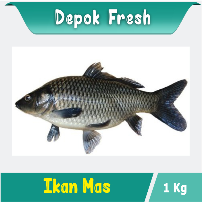 

IKAN MAS BERKUALITAS DARI STOK IKAN HIDUP