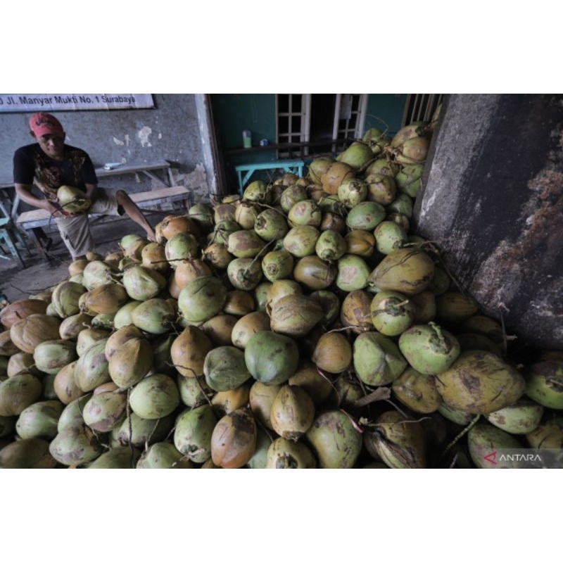 kelapa muda segar