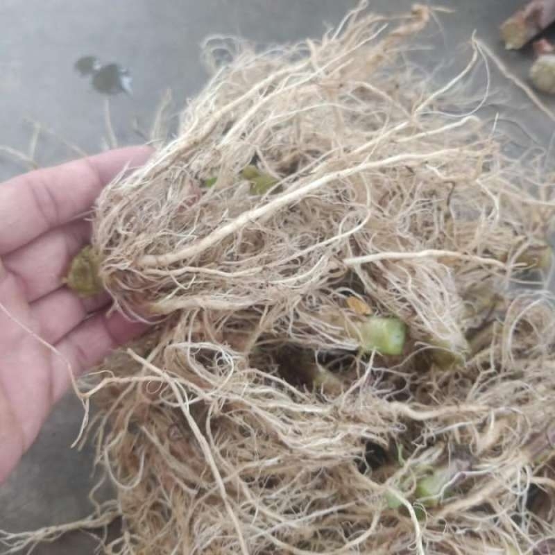 

akar ciplukan segar obat keperkasaan pria 100gram