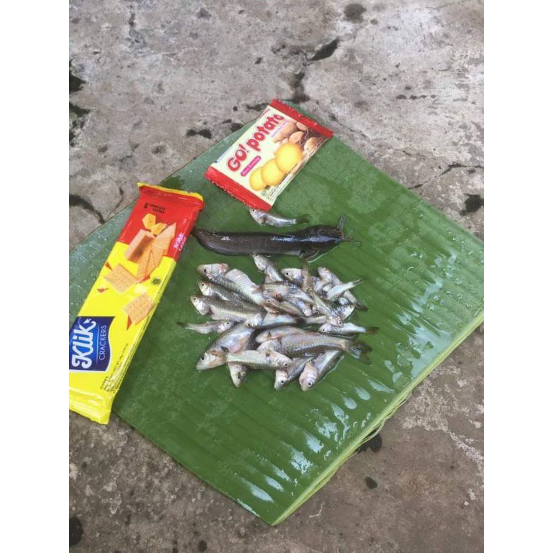 ROTI KLIK umpan mancing gacor // wader // umpan