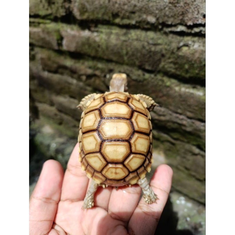 sulcata thinline