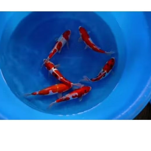 Pakan ikan koi/ikan hias