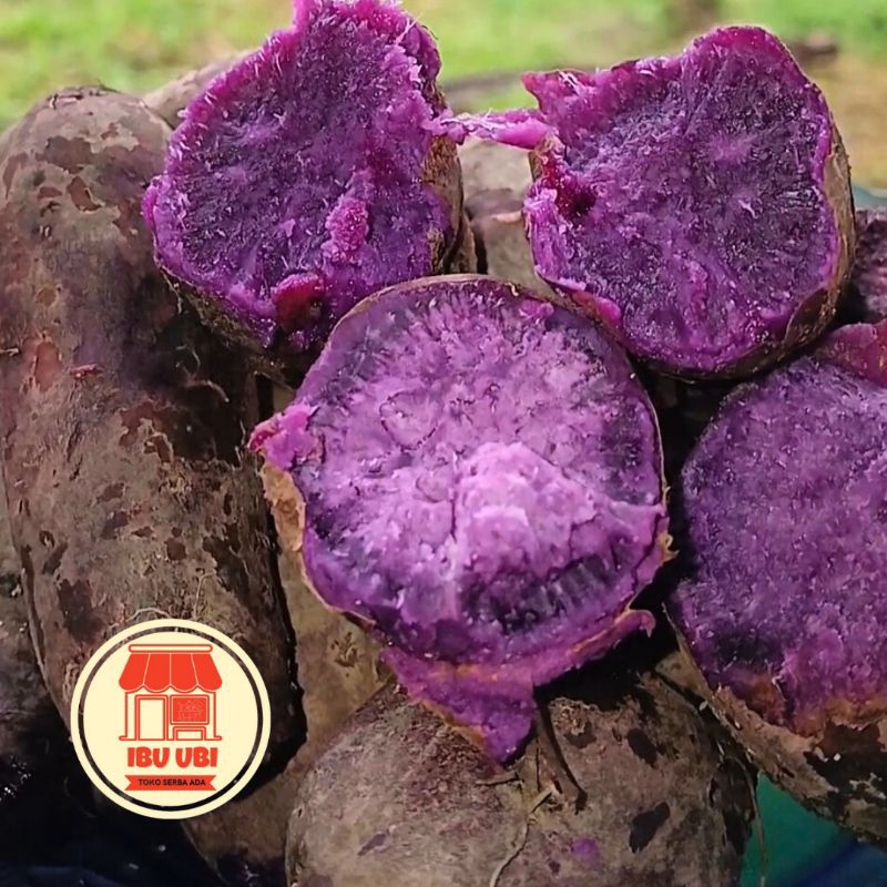 

Ubi Ungu Mentah 1 kg Kediri/Fresh Purple Sweet Potato/Singkong/Ketela Rambat/Jalar