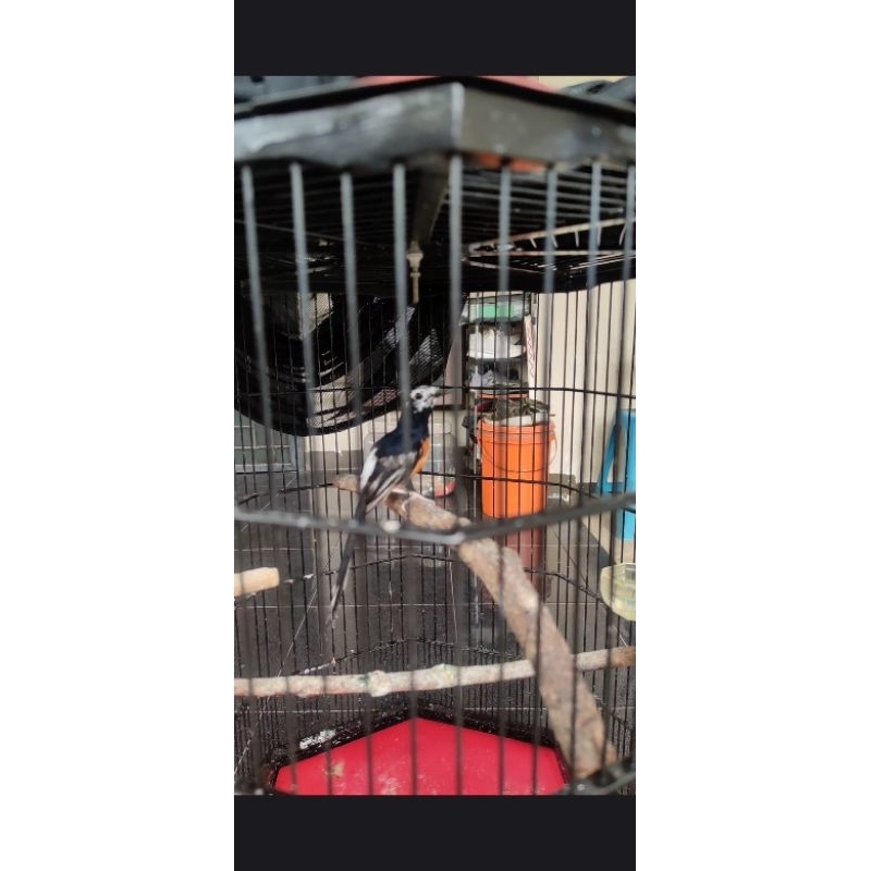 Burung Murai Batu Medan Pastol Blorok Extreme Paruh Celah ekor 19-20