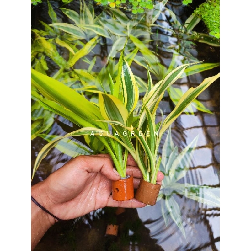 Bambu hoky hiasan aquarium tanaman aquascape