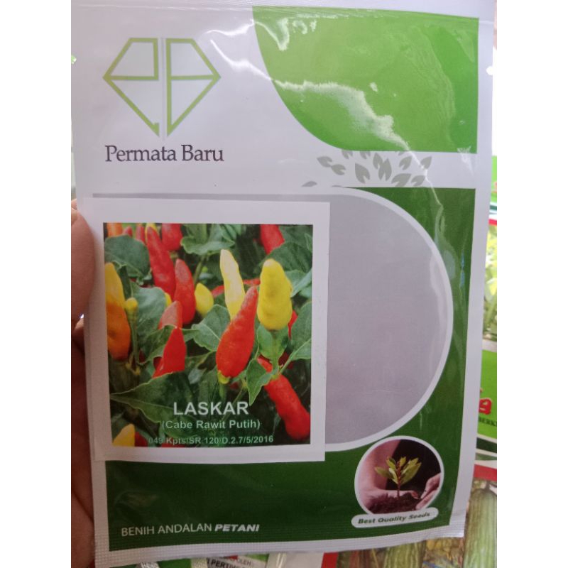 Benih cabe rawit putih LASKAR Garuda Seed 10 Gram