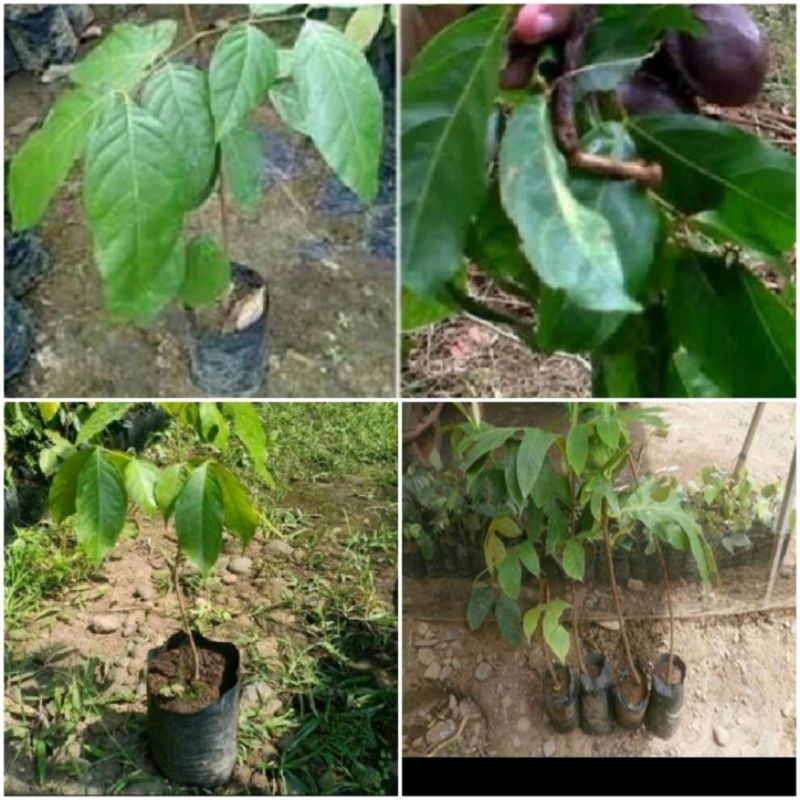 

Nibit jengkol pilihan tanaman br kualiti