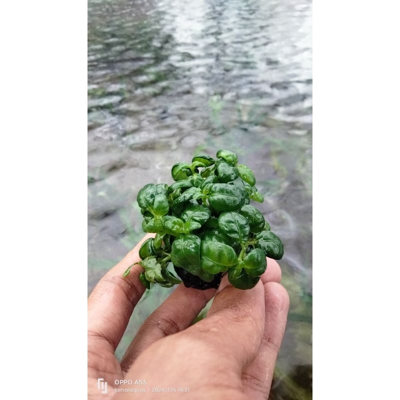 Wabikusa Angguran Tanaman AQuascapw