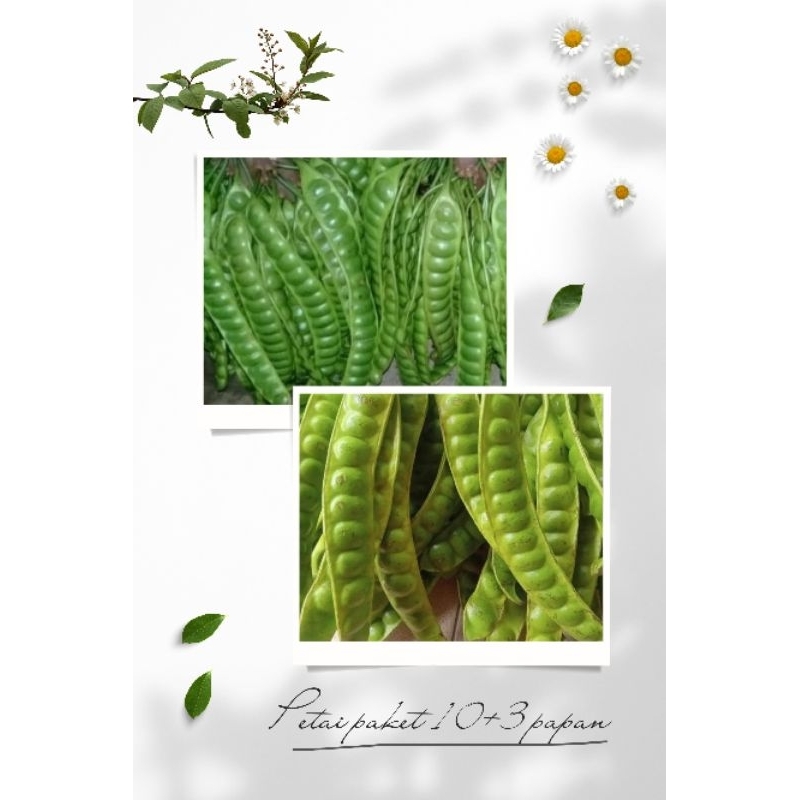 

Pete atau Petai a.k.a (Parkia speciosa)