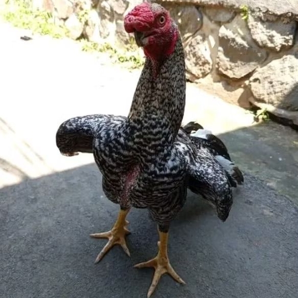 

telur ayam assel parott bisa untuk di tetaskan