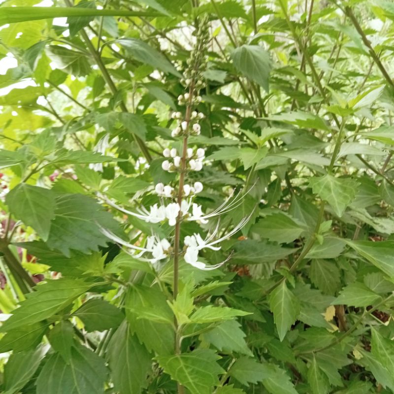 

Daun Kumis Kucing Segar 50 Gram Tanaman Herbal Alami Obat Batu Ginjal Dan Bunga Kumis Kucing