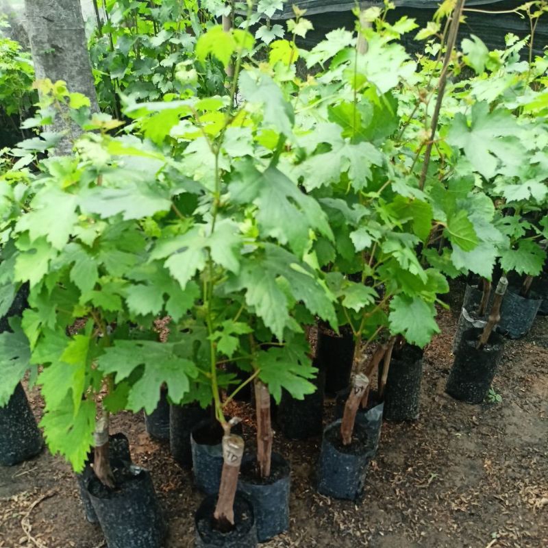 ID BIBIT ANGGUR IMPOR TALDUN BATANG SUPER BESAR VALID