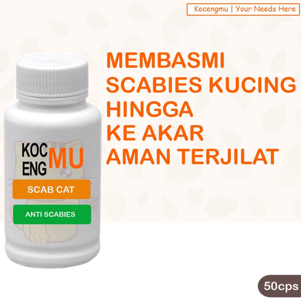 Scabies Kucing Obat Scabies Kucing Kocengmu