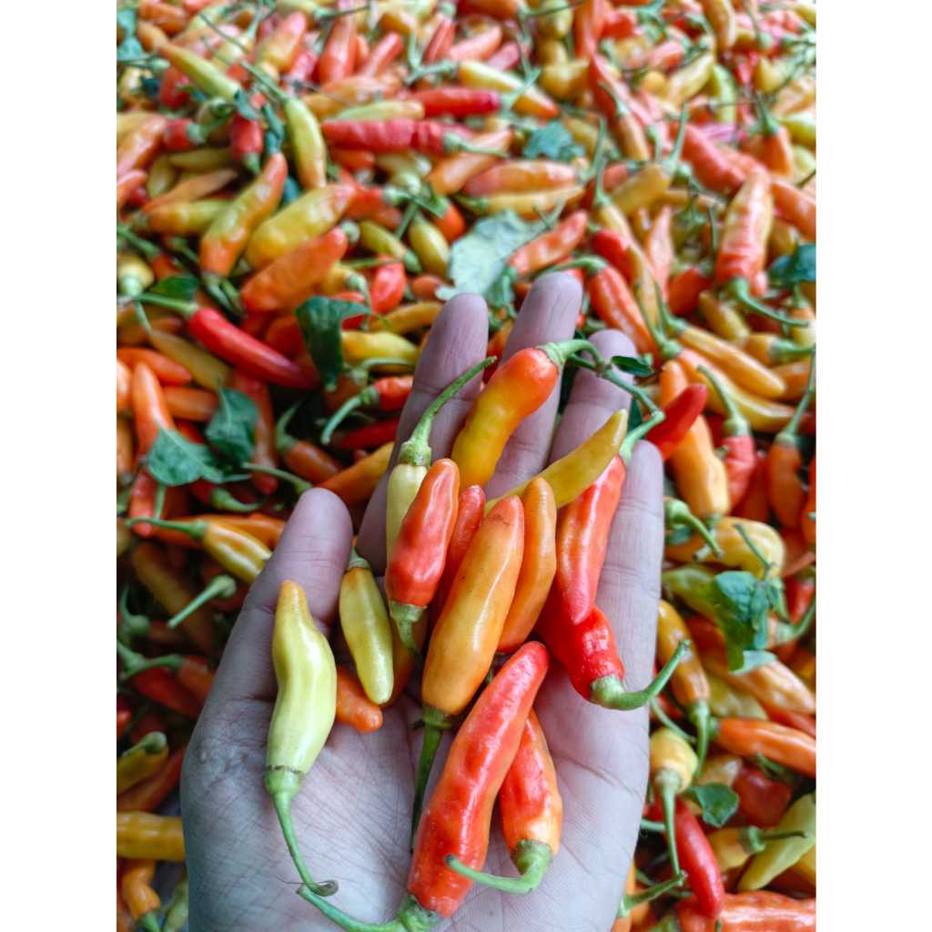 

CABAI RAWIT ORI 500GR