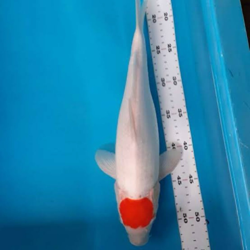 KOI TANCHO SIZE 30-35CM BLITAR GRADE A