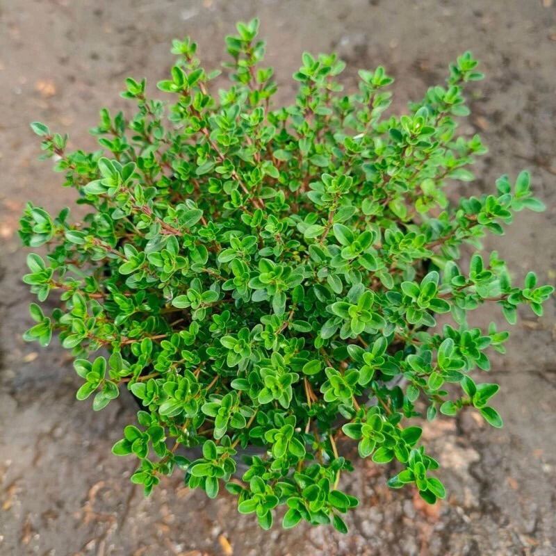 Tanaman thyme (bumbu masak thyme)