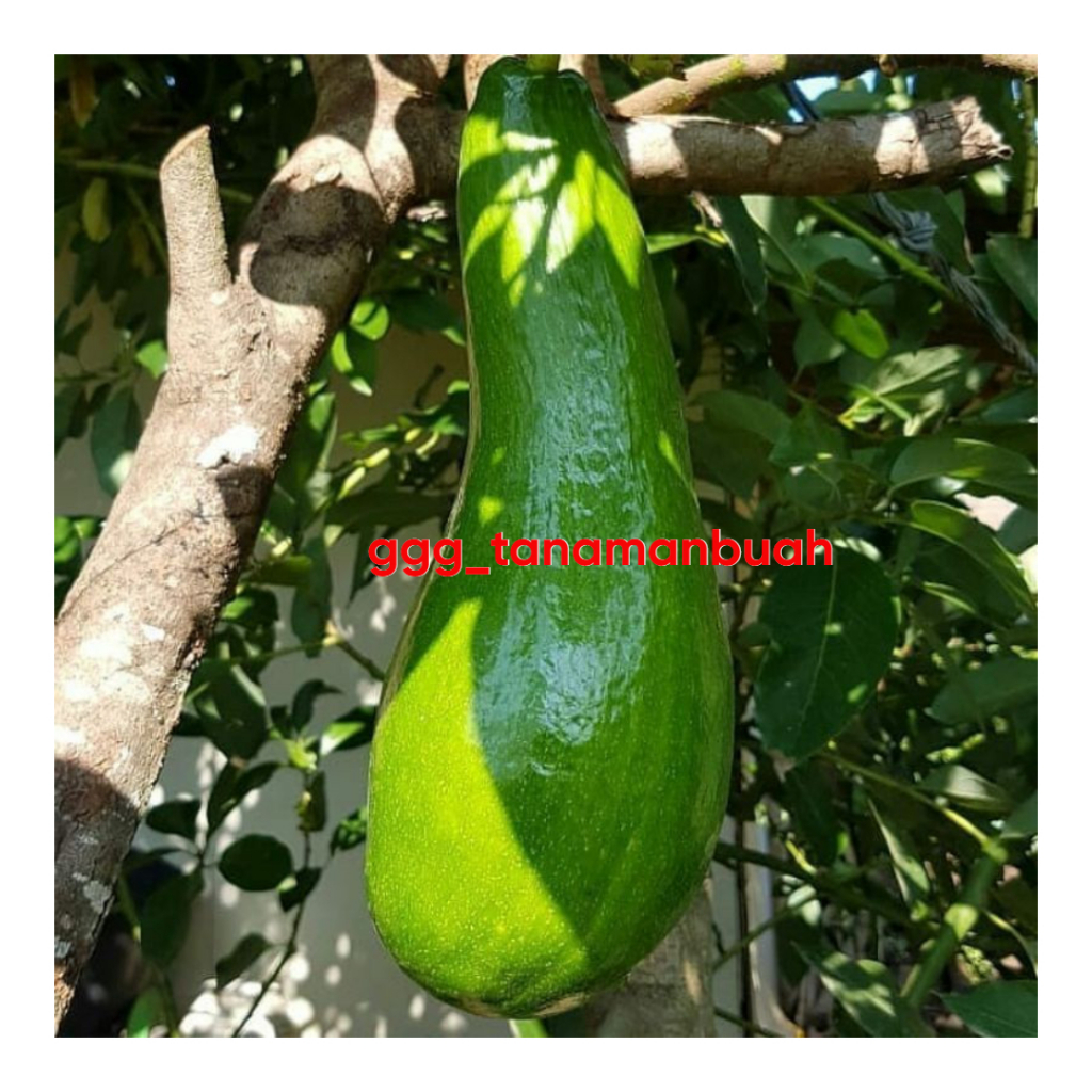 Bibit Alpukat Kelud Siap Berbunga