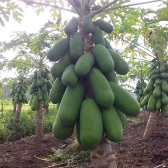 3 Biji Benih Bibit Pepaya California F1 Cap Panah Merah - Sayuran Unggul Benih Bibit Tanaman Sayur K