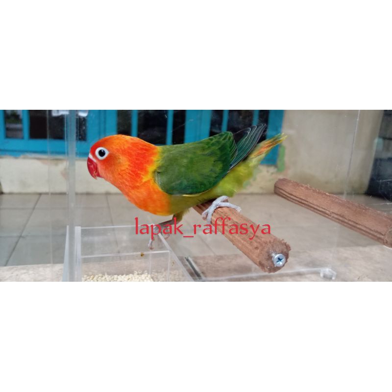 burung lovebird PAUD biola green