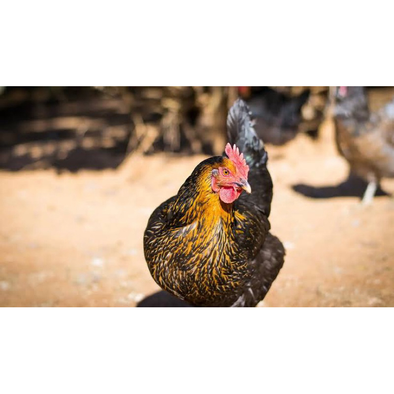 TELUR FERTIL AYAM KUB AYAM MULTIGUNA INDUKAN TERSELEKSI UNTUK DI TETASKAN