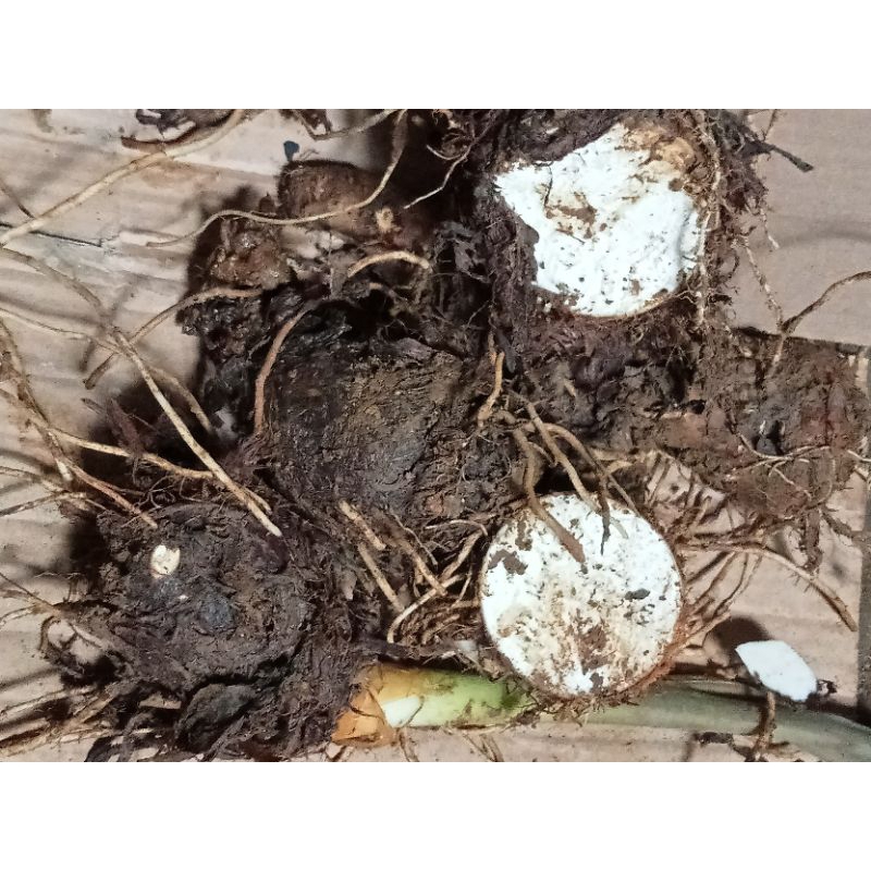 

ubi talas kumpul 1 kg