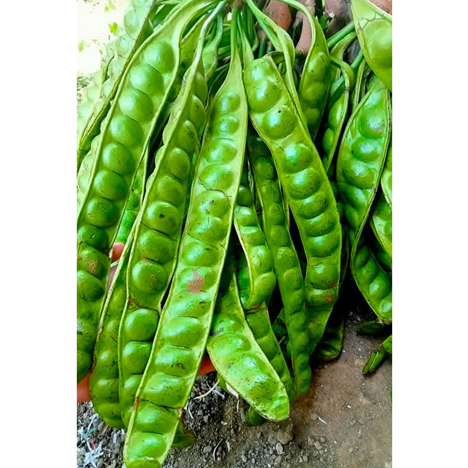 

PETE BIJI GEDE per 20 papan/lonjor/keris