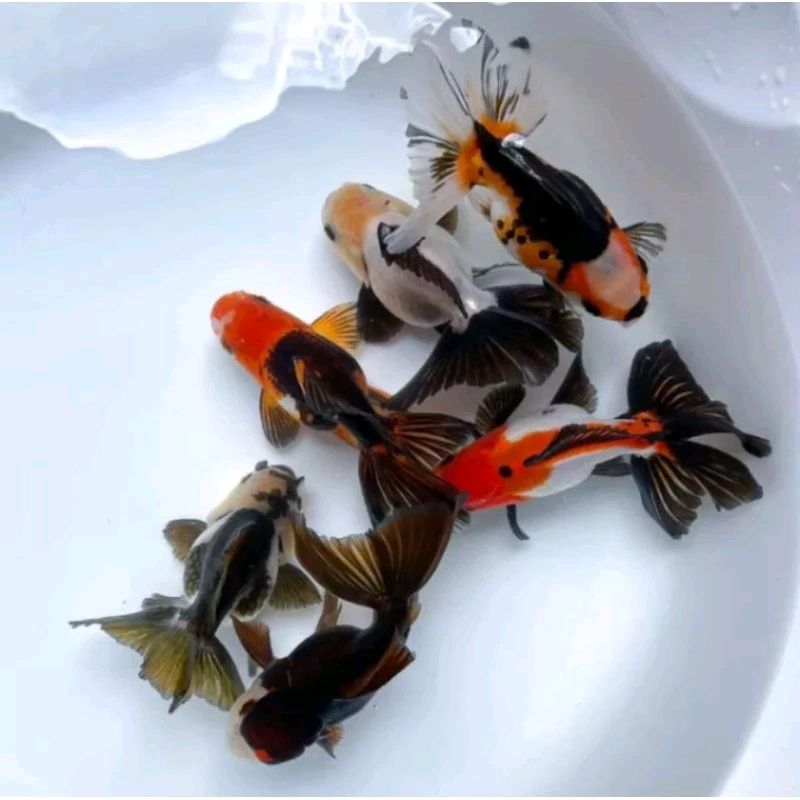 

KOKI PANDA TREECOLOR SHORT BODY SUPER CANTIK GRADE A+