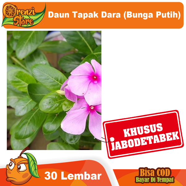 

Daun Tapak Dara 30 Lembar Herbal Segar Petik Dadakan Yang Bunganya Warna Merah Muda