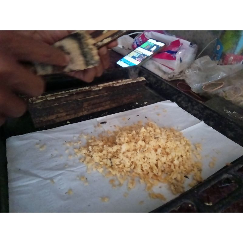 telur maggot BSF