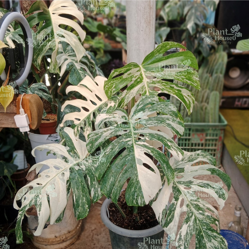 (BISA COD) Bibit Monstera Variegata Banyak Putihnya - 1 Daun Pancing