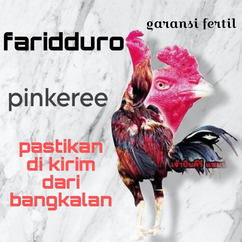 

Telur fertil pama/mangon trah PINKEREE GARANSI FERTIL
