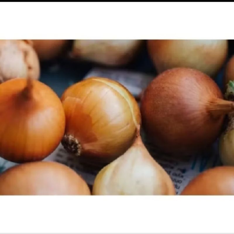 

biji benih bawang Bombay utah isi 7 butir