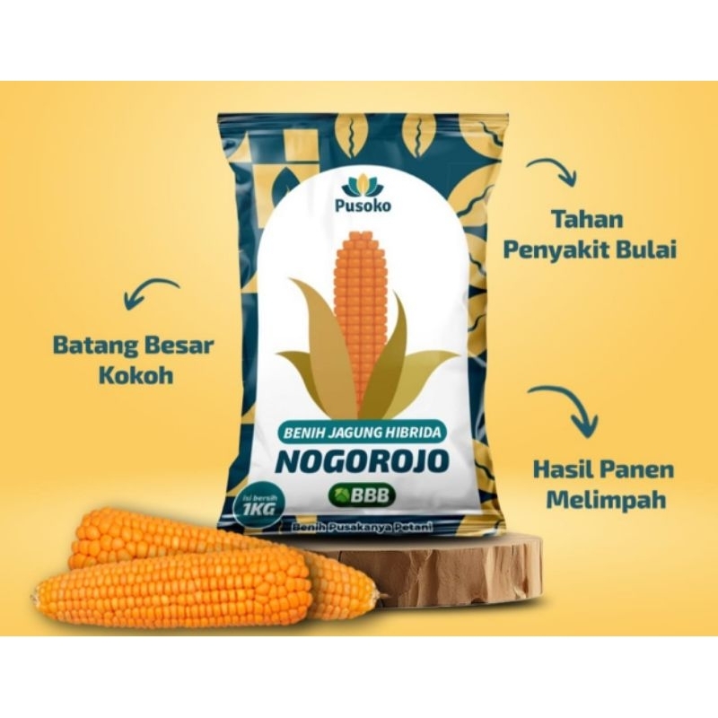 

Benin jagung unggulan Nogorojo