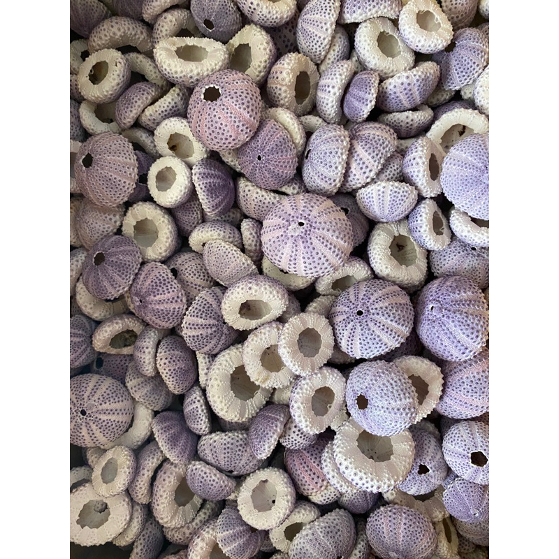 CANGKANG KERANG BULU BABI UNGU