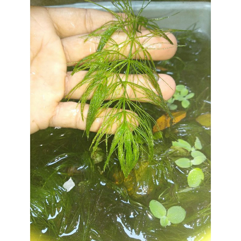 Tanaman air ganggang ekor tupai