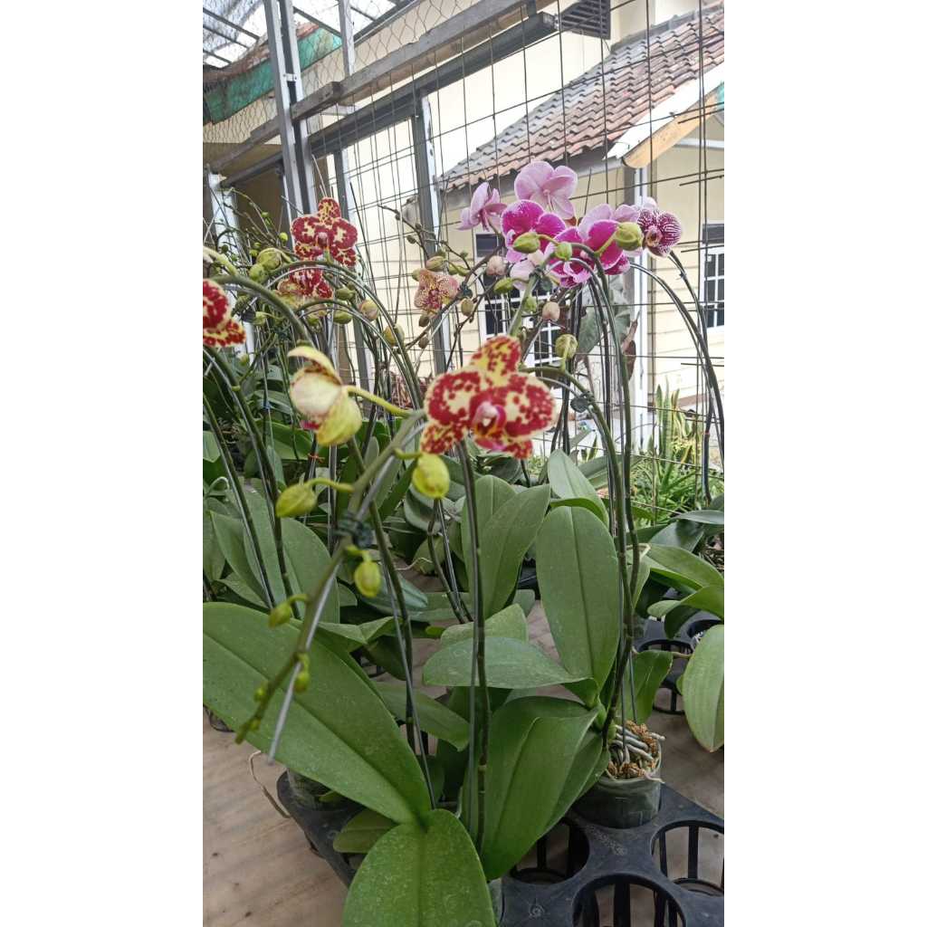 Bunga anggrek cantik beserta pot - Bunga anggrek hias
