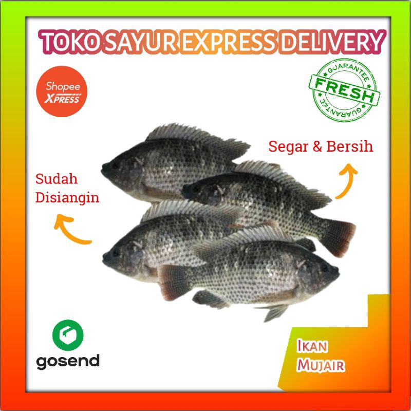 

Ikan Mujair Per 500 Gram - Ikan Express Segar Palembang