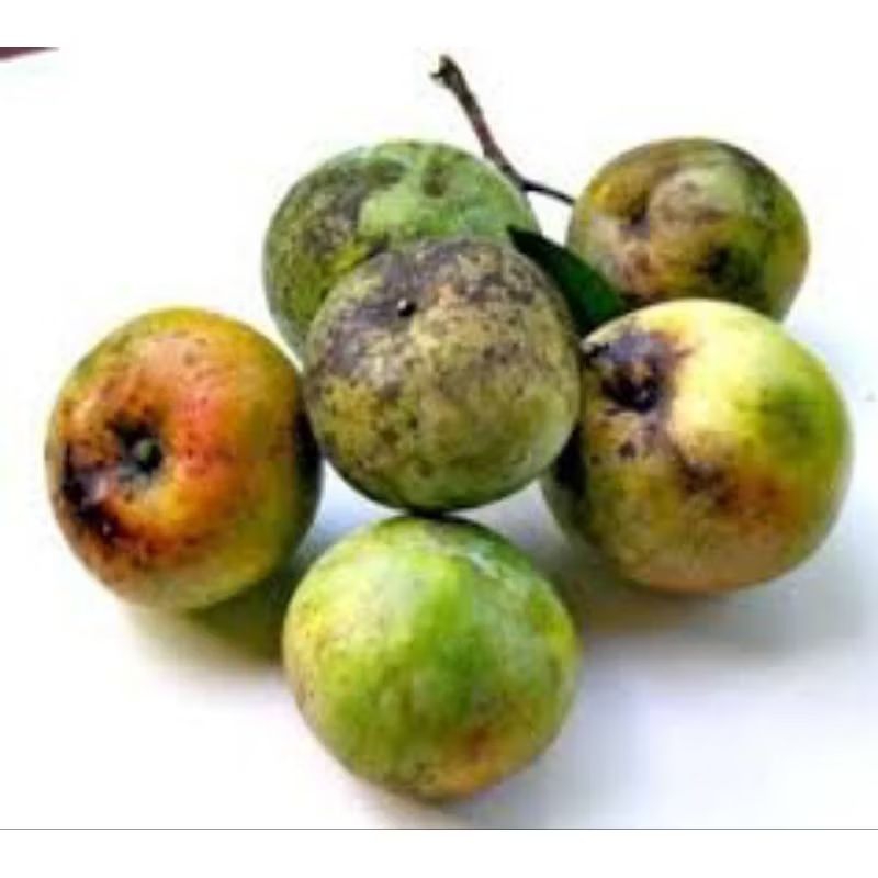 

Buah Mangga Apel Lokal Segar / Asam Masam 1kg