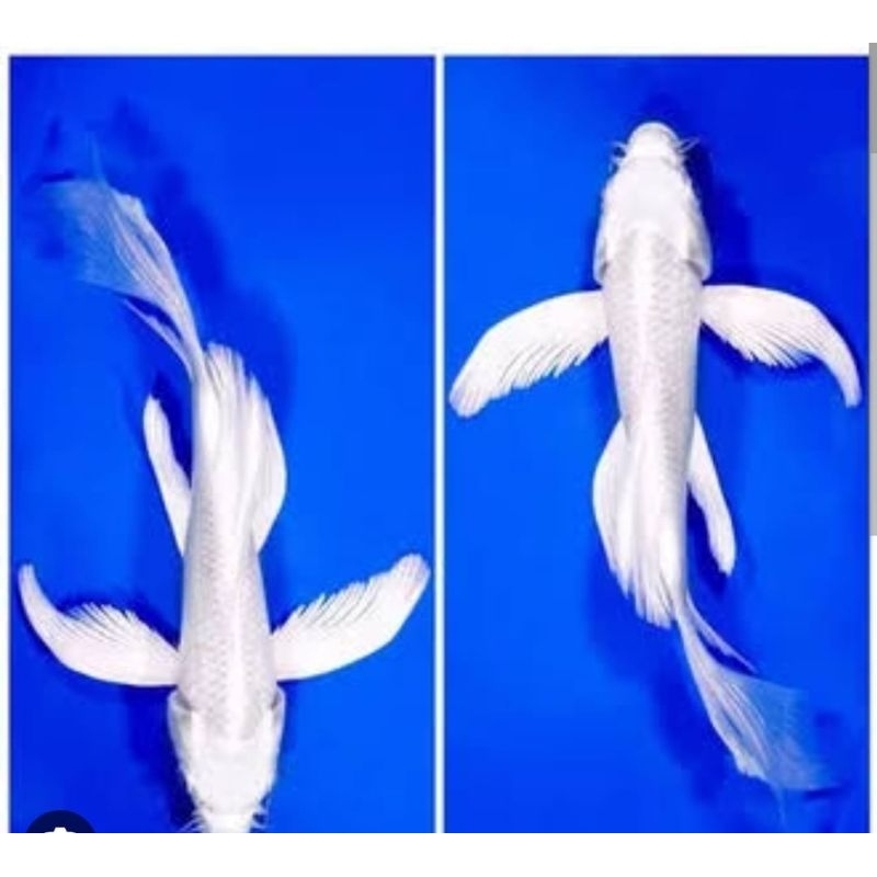 MURAH. isi 2 ekor ( sepasang) + bonus pelet ( koi Platinum slayer kumpai putihSalju) Size 15-17cm