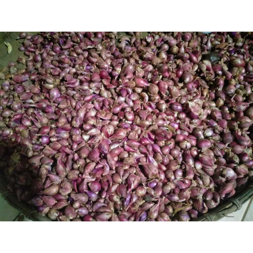 

Bawang merah asli