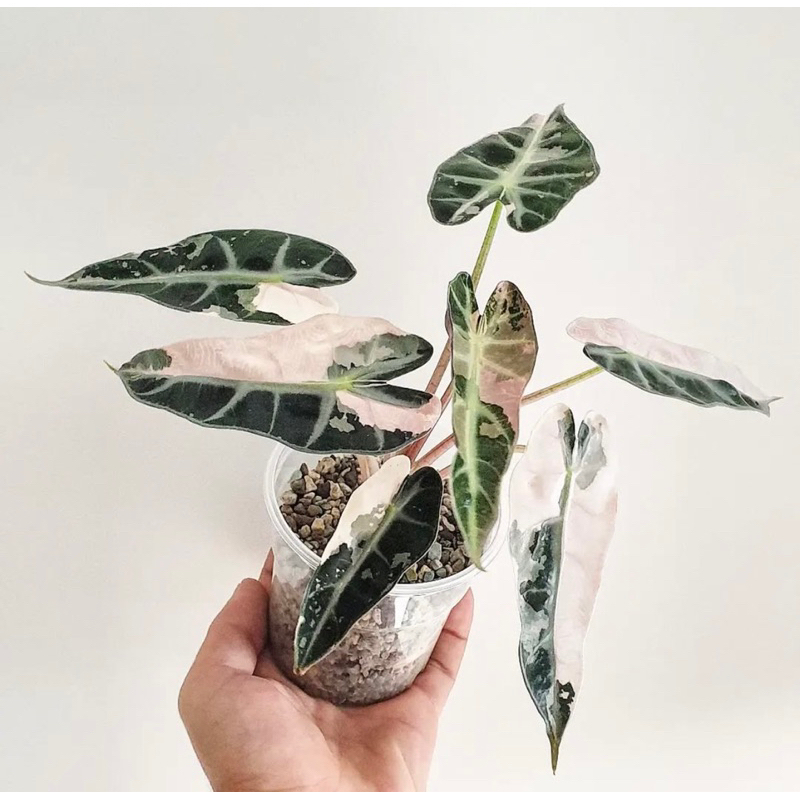 Alocasia bambino varigata