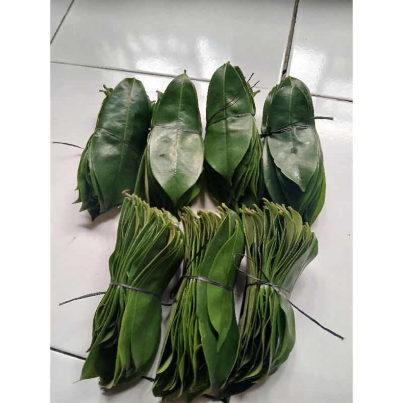 

daun sirsak segar 100 lembar herbal banyak manfaat fresh kualitas super