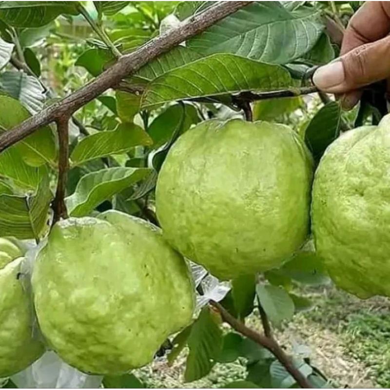 

Buah Jambu Kristal